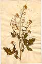 Sinapis alba L., framsida
