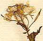 Sinapis alba L., inflorescens x8