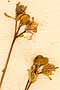Sinapis juncea L., flowers x8