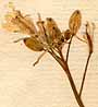 Sinapis juncea L., flowers x8
