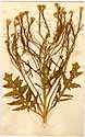 Sinapis pyrenaica L., framsida