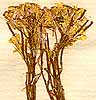 Sinapis pyrenaica L., inflorescens x8
