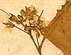 Sinapis sp., blomställning x8