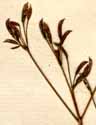 Sison canadense L., inflorescens x8