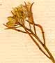 Sisymbrium altissimum L., inflorescens x8