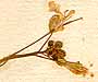 Sisymbrium arenosum L., blomställning x8