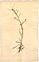 Sisymbrium asperum L., framsida