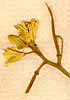 Sisymbrium asperum L., blomställning x8