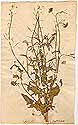 Sisymbrium austriacum L., framsida