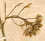 Sisymbrium austriacum L., blomställning x8