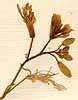 Sisymbrium barrelieri L., blomställning x8