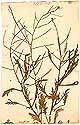 Sisymbrium bursifolium, framsida
