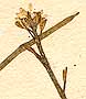 Sisymbrium bursifolium, blomställning x8