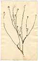 Sisymbrium hispanicum L., framsida