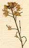 Sisymbrium hispanicum L., blomställning x8