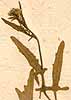 Sisymbrium irio L., blomställning x8