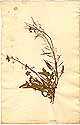 Sisymbrium loeselii L., framsida