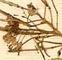 Sisymbrium loeselii L., inflorescens x8