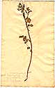 Sisymbrium nasturtium-aquaticum L., front
