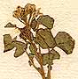 Sisymbrium nasturtium-aquaticum L., blomställning x8