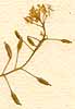 Sisymbrium sp., blomställning x8