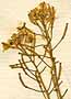 Sisymbrium sp., blomställning x8