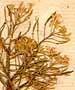 Sisymbrium tanacetifolium L., blomställning x8