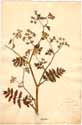 Sium angustifolium L., framsida