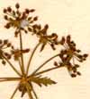 Sium angustifolium L., blomställning x8