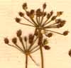 Sium rigidum L., blomställning x8