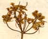 Sium sisarum L., inflorescens x8