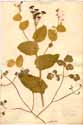 Smyrnium perfoliatum L., framsida