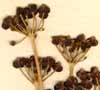 Smyrnium perfoliatum L., fruits x8