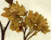 Solanum bonariense L., blomställning x4