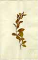 Solanum diphyllum L., front