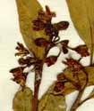 Solanum diphyllum L., inflorescens x8