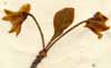 Solanum guineense L., flowers x5