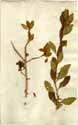 Solanum guineense L., front