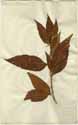 Solanum igneum L., front