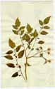 Solanum lycopersicum L., framsida