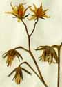 Solanum lycopersicum L., blomställning x4