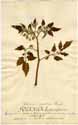 Solanum lycopersicum L., front
