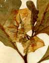 Solanum macrocarpon L., flowers x3