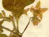 Solanum melongena L., inflorescens x4
