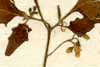 Solanum nigrum L., blomställning x6