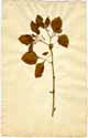 Solanum nigrum L., framsida