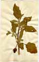 Solanum ovigerum Dunal, framsida