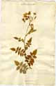 Solanum peruvianum L., framsida