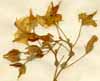 Solanum peruvianum L., inflorescens x4