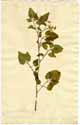 Solanum pimpinellifolium L., framsida